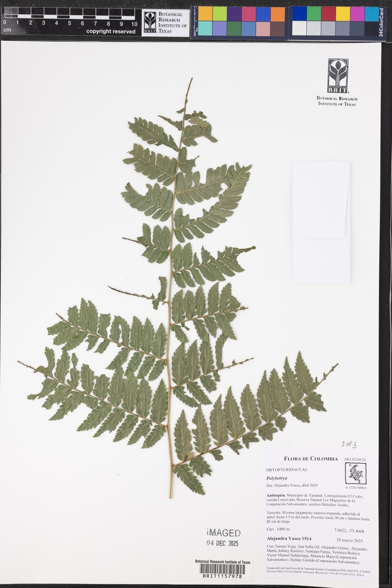 Polybotrya alfredii photo 2