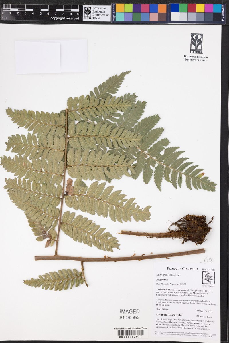 Polybotrya alfredii photo 3