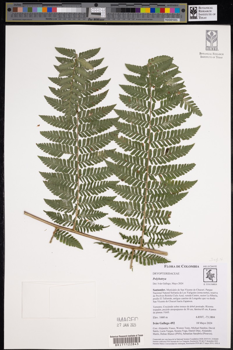 Polybotrya alfredii photo 4