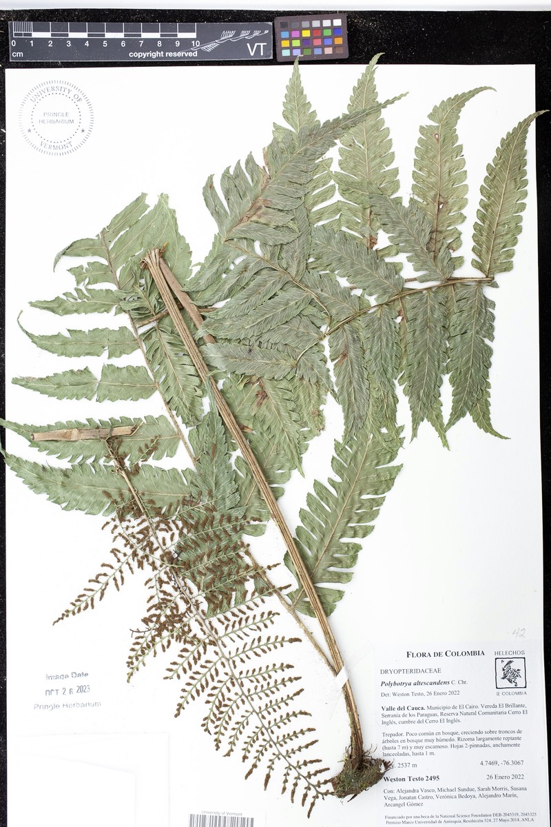 Polybotrya altescandens