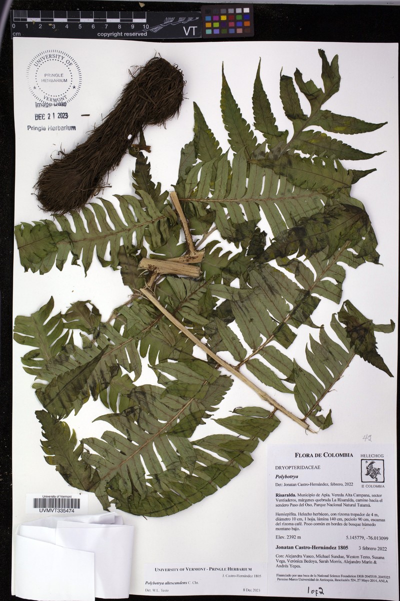 Polybotrya altescandens photo 2