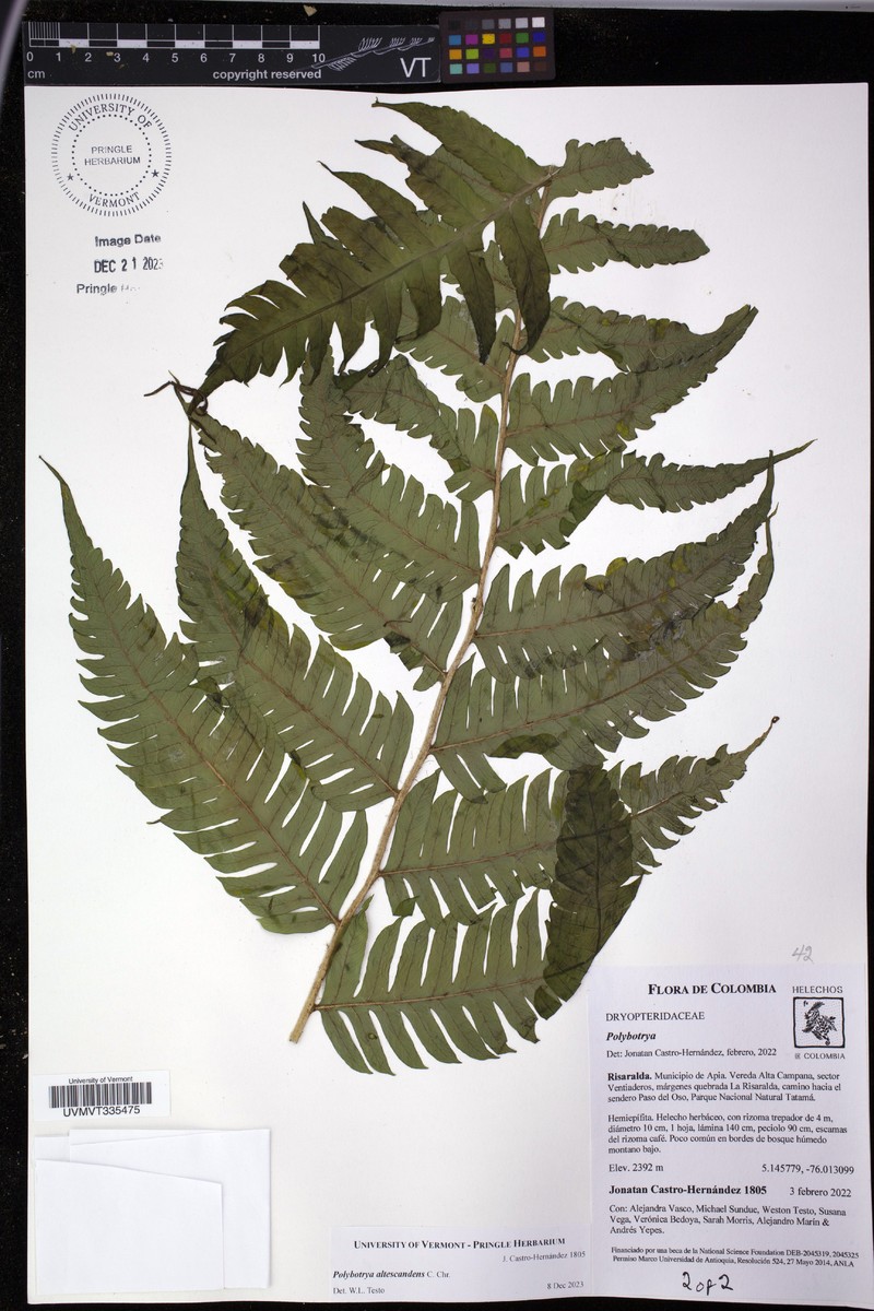 Polybotrya altescandens photo 3