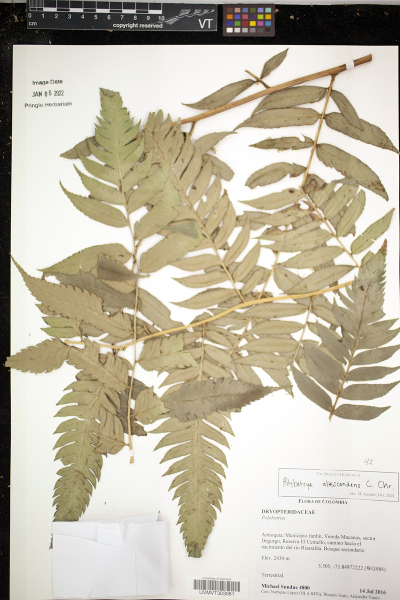 Polybotrya altescandens photo 4