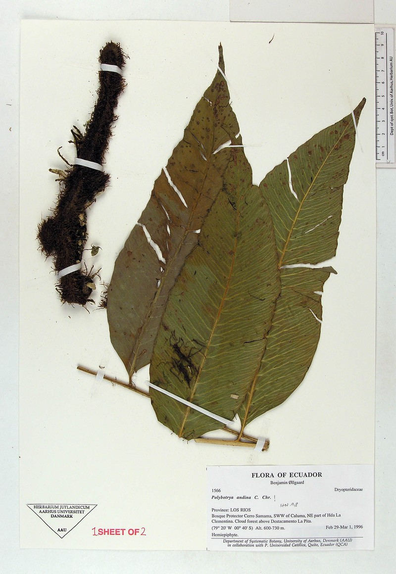 Polybotrya andina