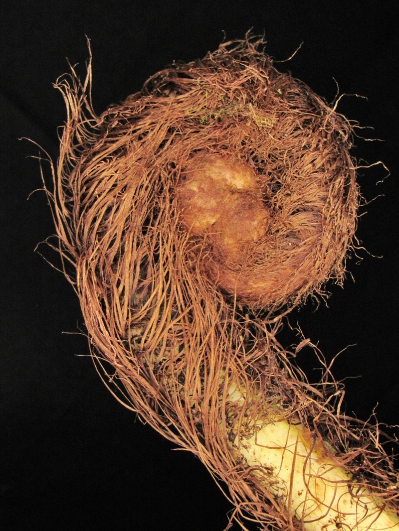 Polybotrya appressa photo 2