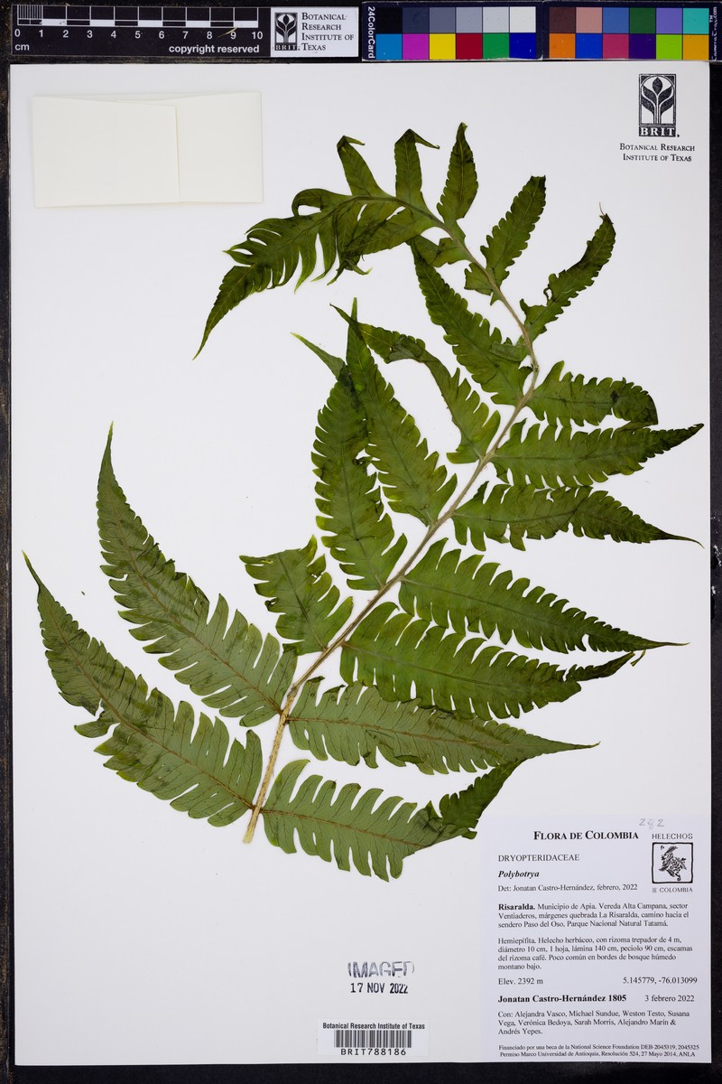 Polybotrya appressa photo 3