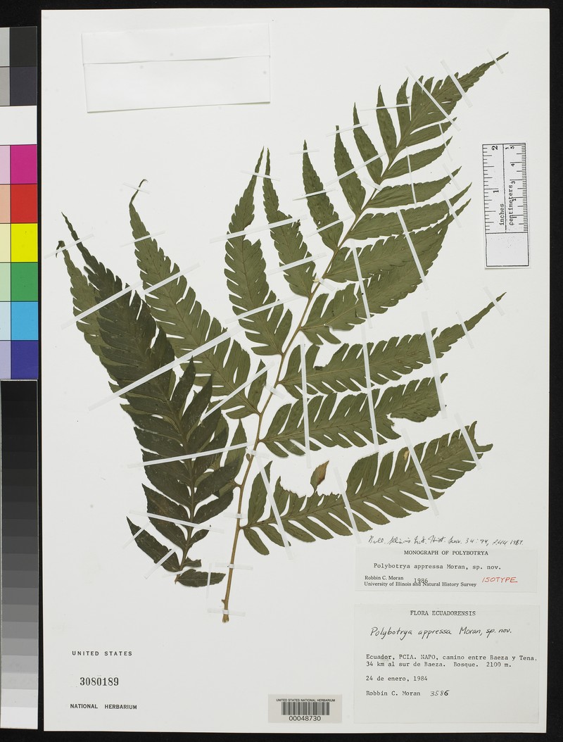 Polybotrya appressa