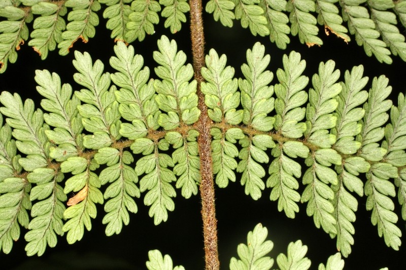 Polybotrya attenuata