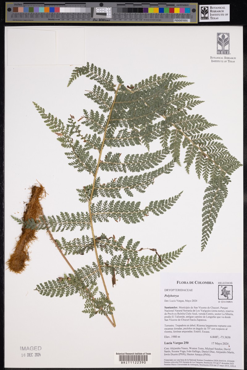 Polybotrya attenuata photo 3