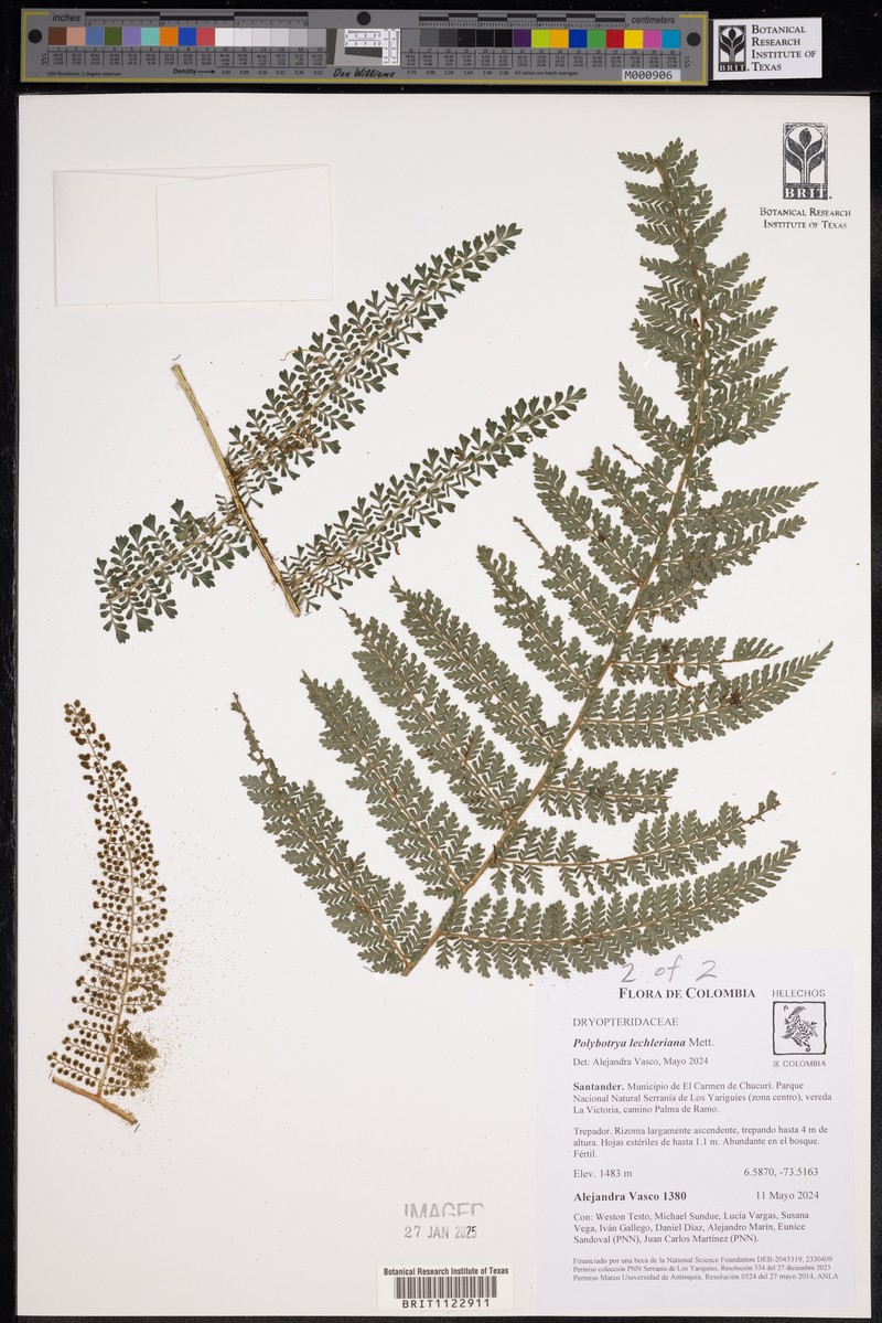 Polybotrya attenuata photo 4