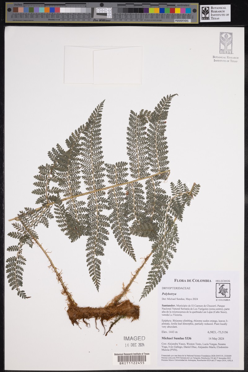 Polybotrya attenuata photo 5