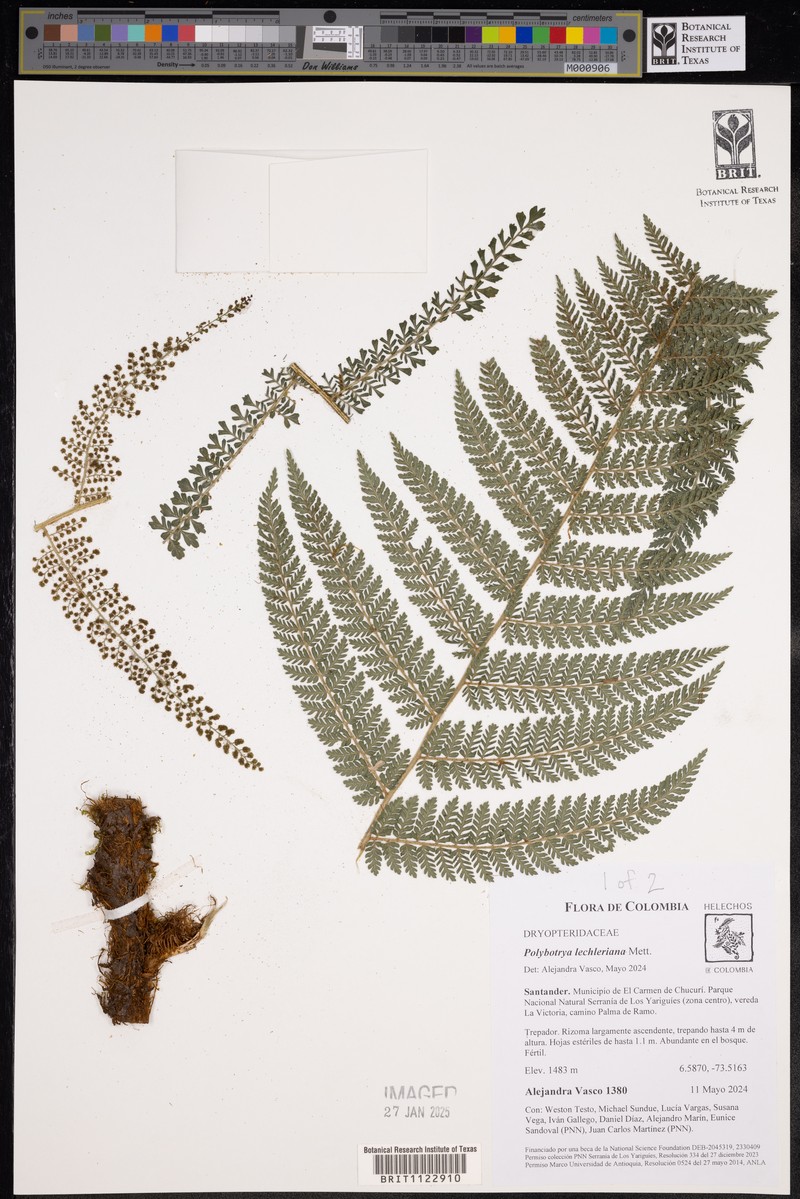 Polybotrya attenuata photo 6