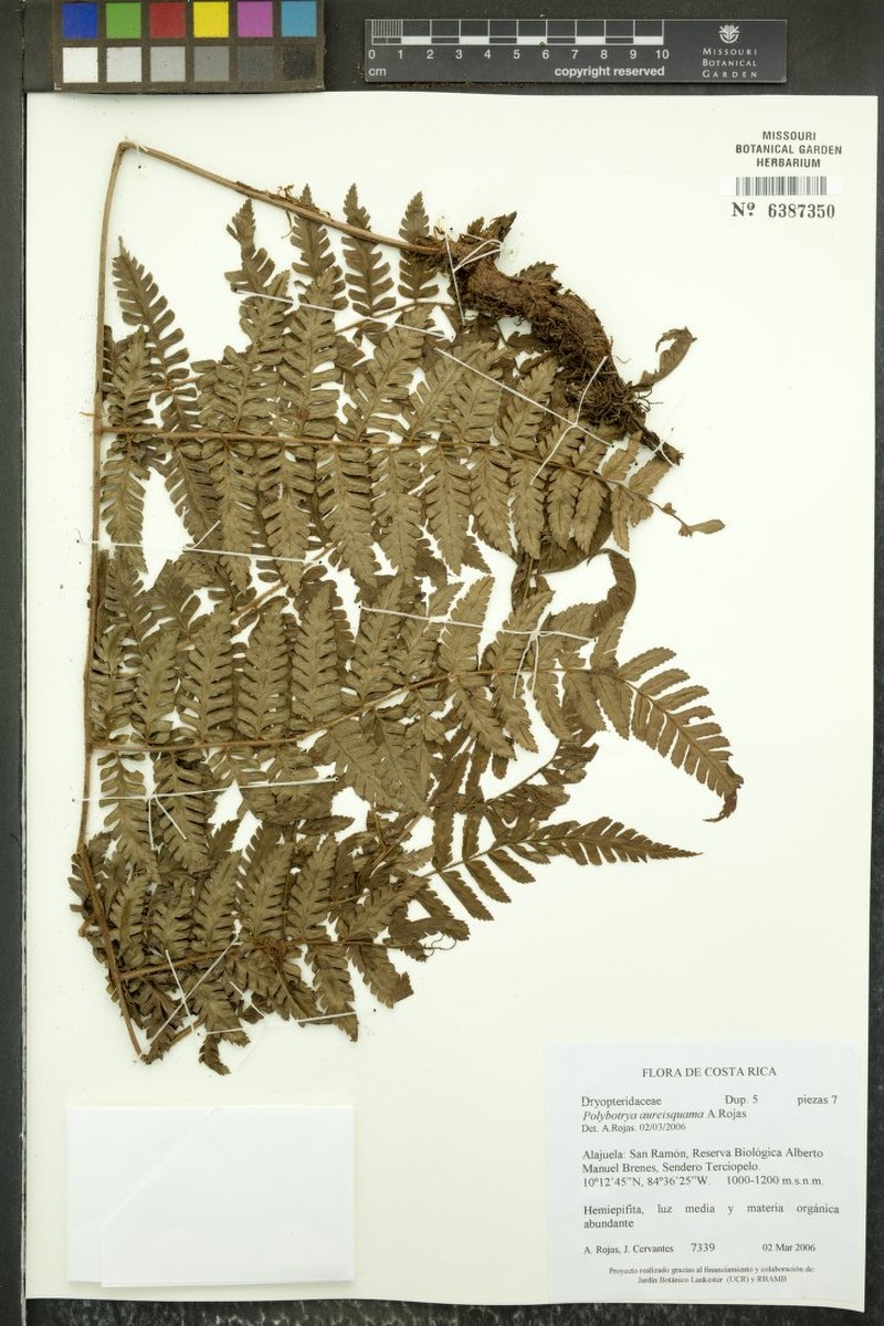 Polybotrya aureisquama