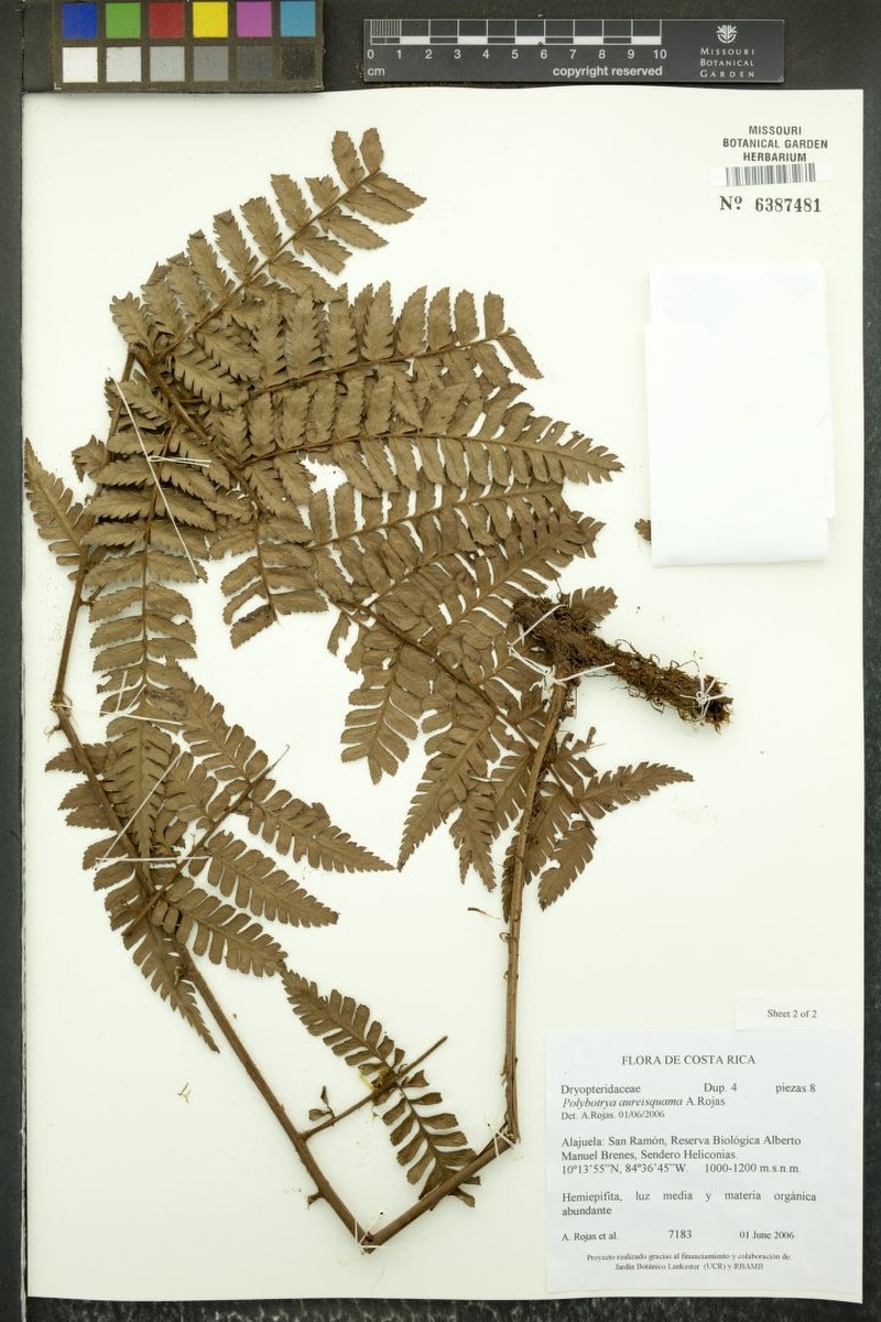 Polybotrya aureisquama photo 2
