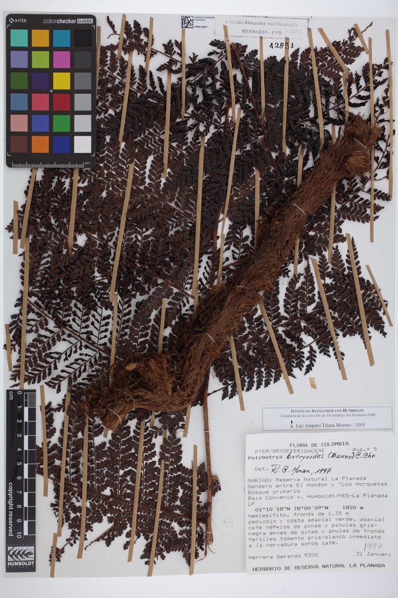 Polybotrya botryoides