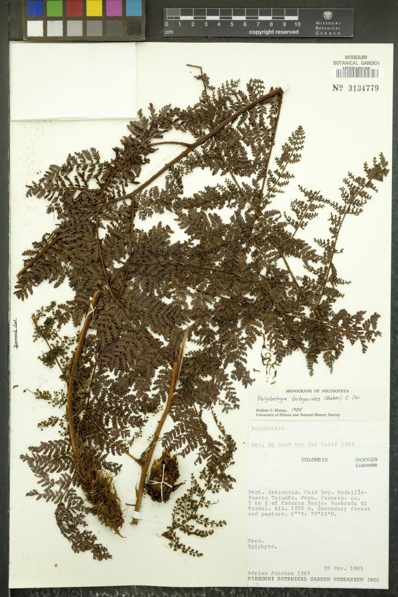 Polybotrya botryoides photo 2