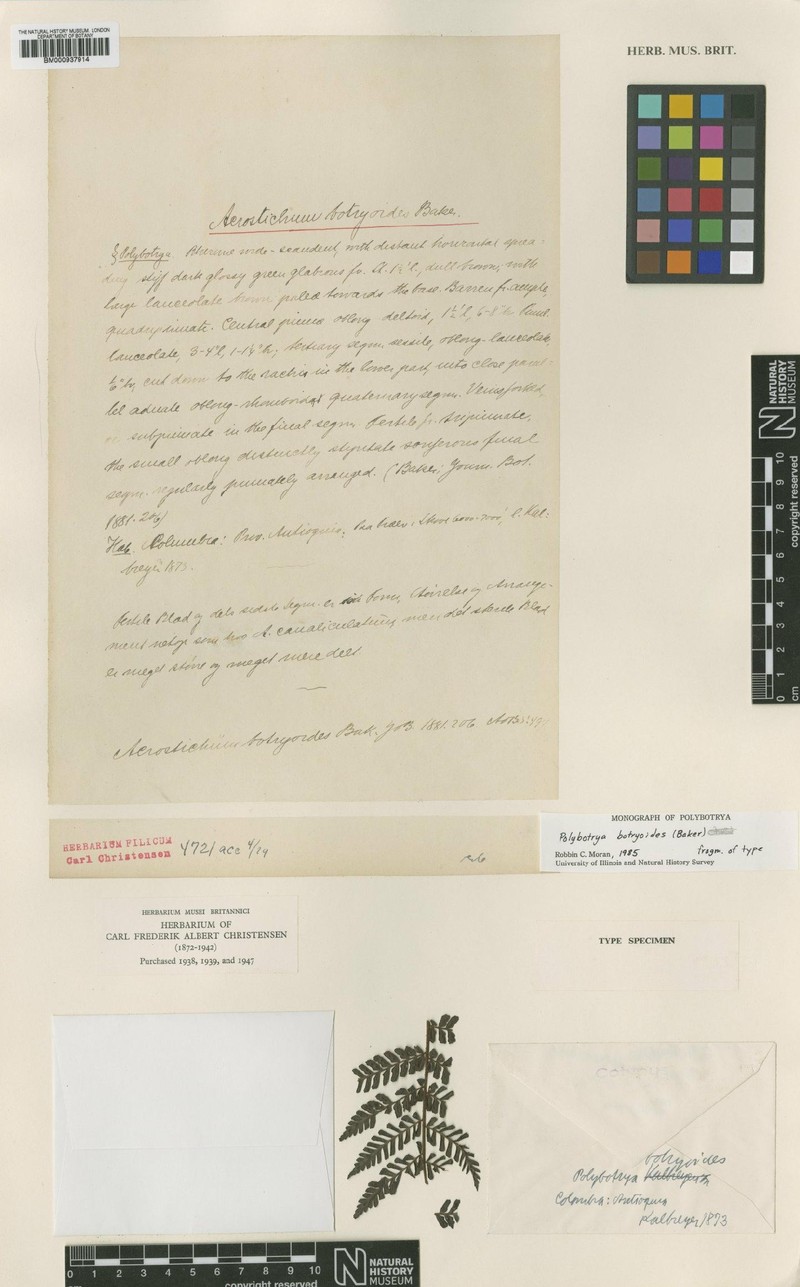 Polybotrya botryoides photo 3