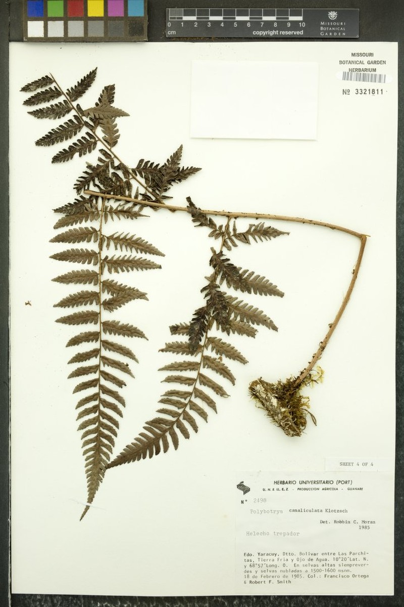 Polybotrya canaliculata