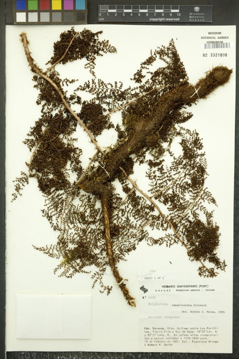 Polybotrya canaliculata photo 2