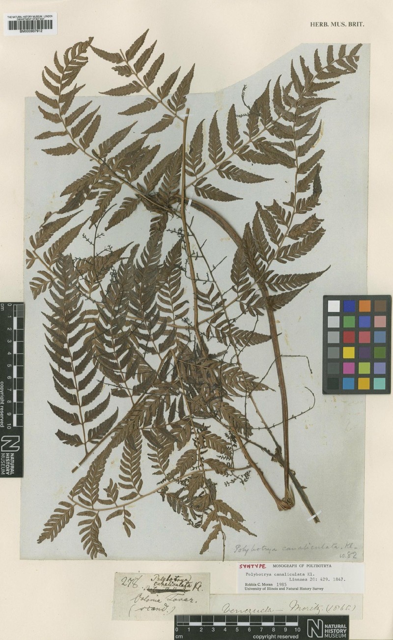 Polybotrya canaliculata photo 3