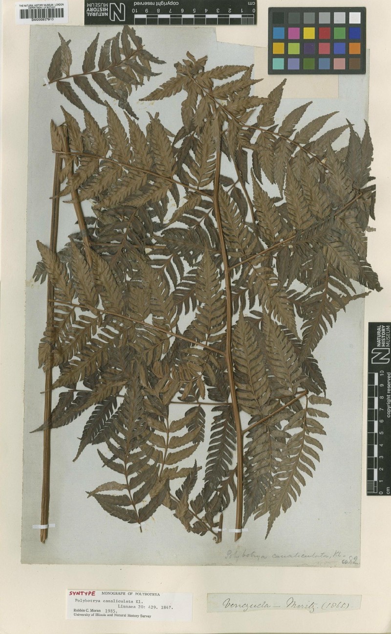 Polybotrya canaliculata photo 4