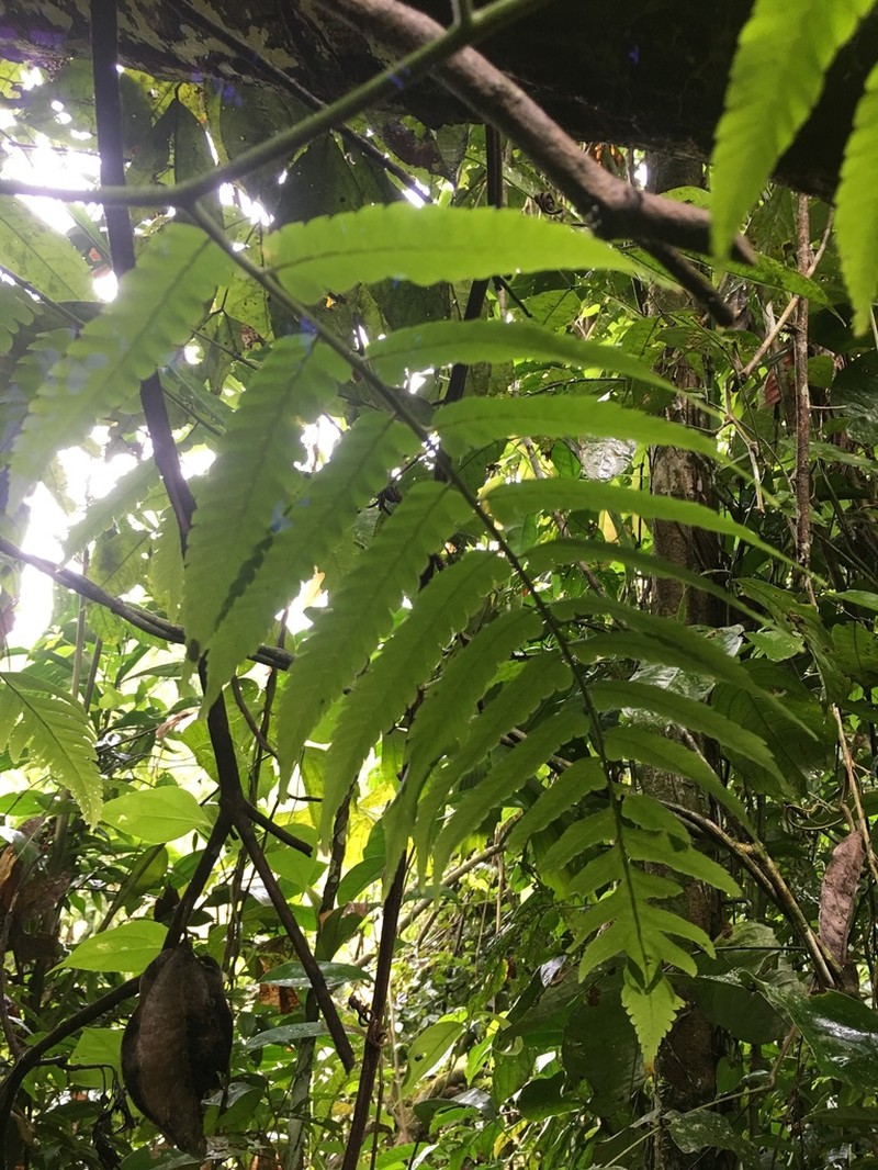 Polybotrya caudata