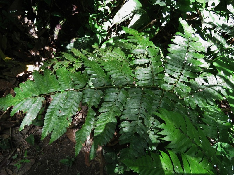 Polybotrya caudata photo 2