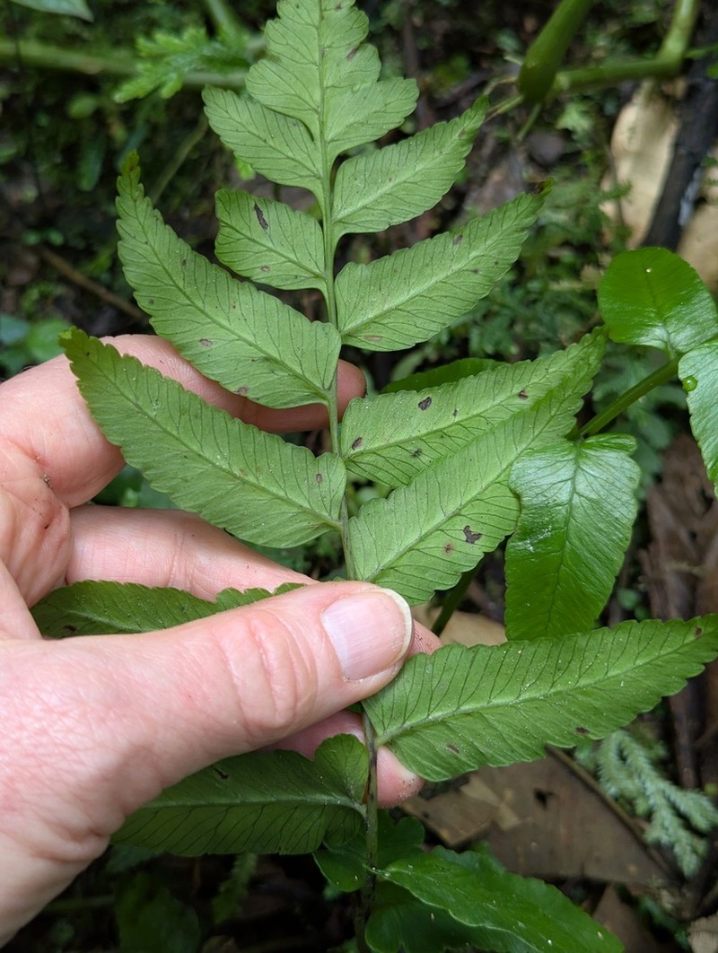 Polybotrya caudata photo 3