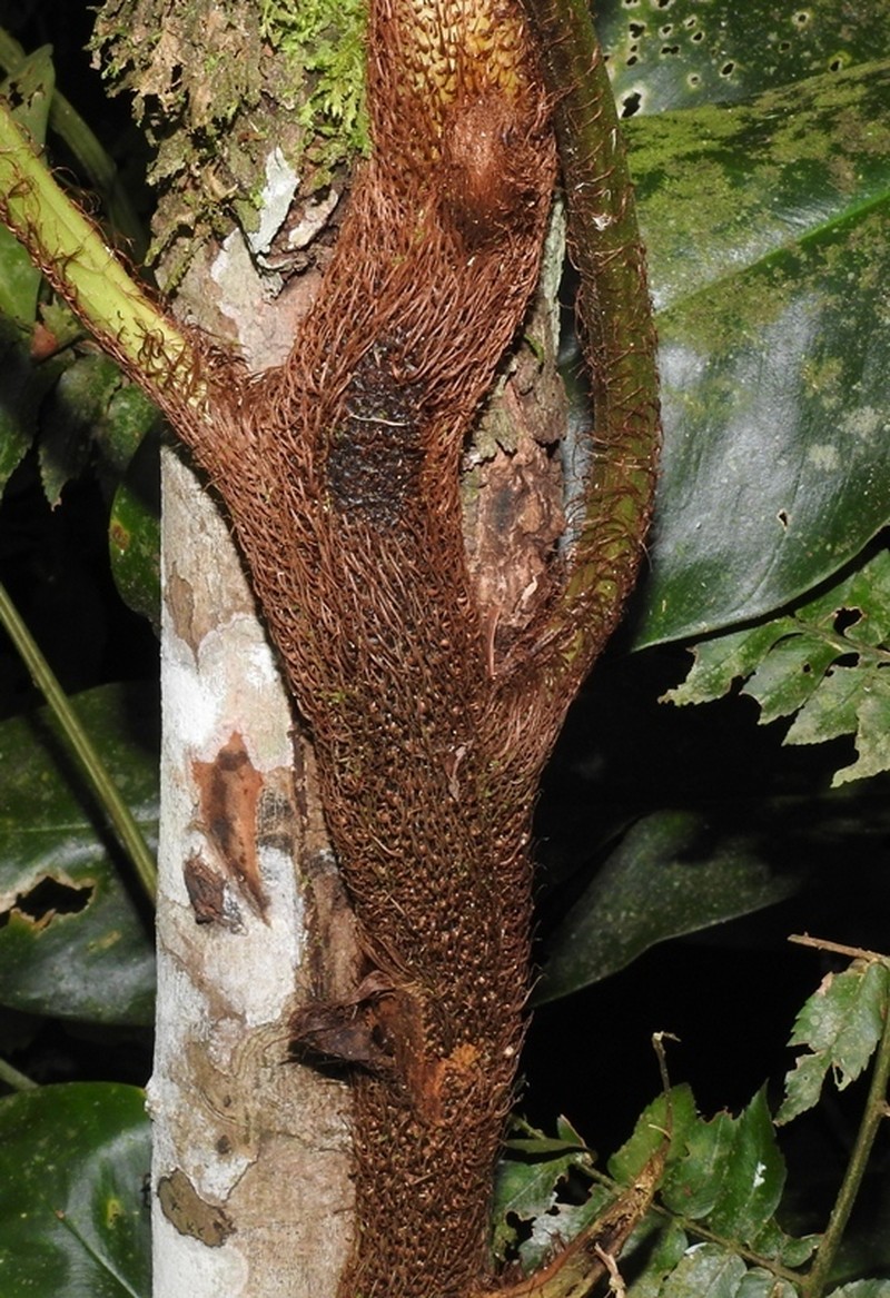 Polybotrya caudata photo 4
