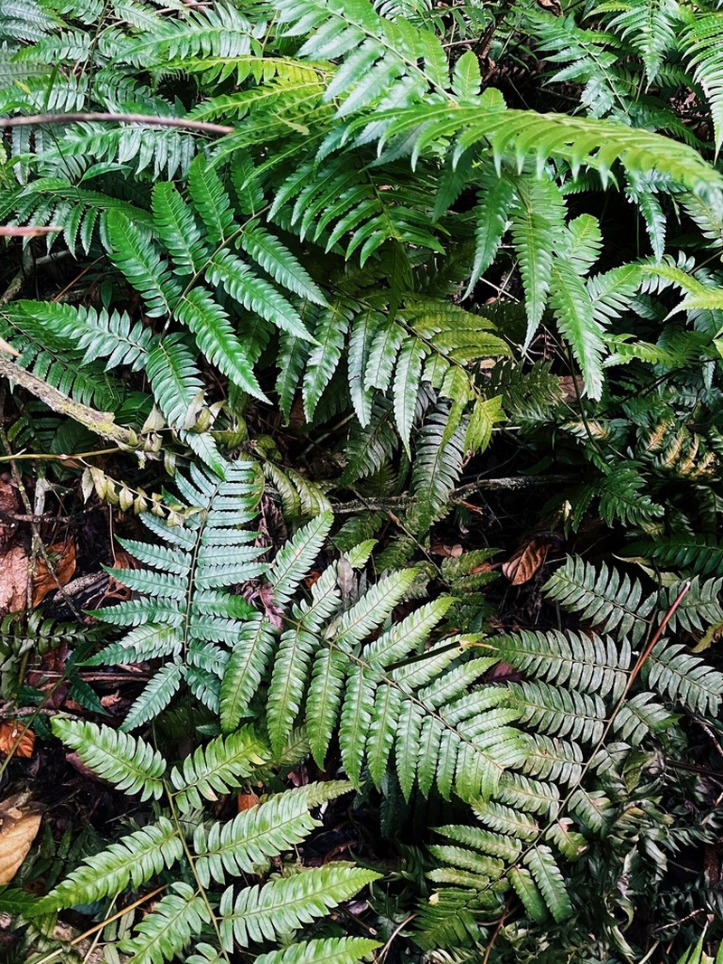 Polybotrya caudata photo 5