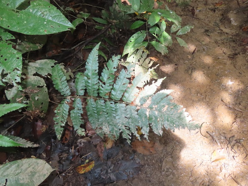 Polybotrya caudata photo 6