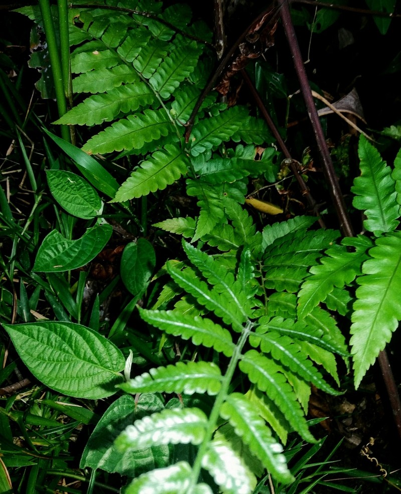 Polybotrya caudata photo 7