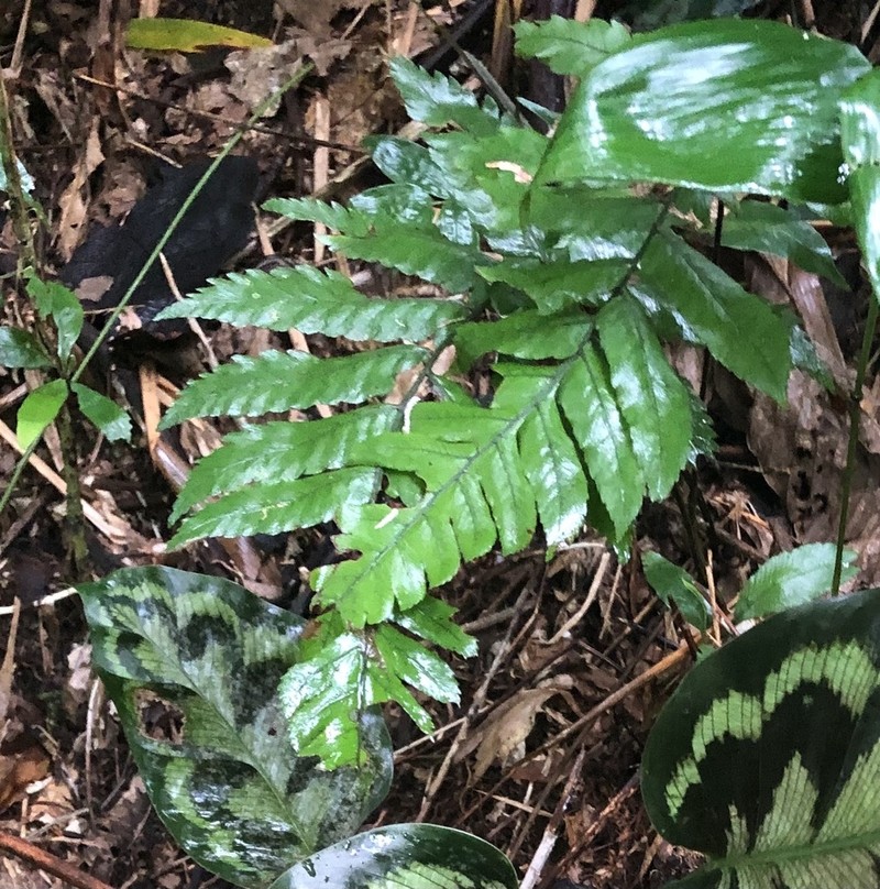 Polybotrya caudata photo 8
