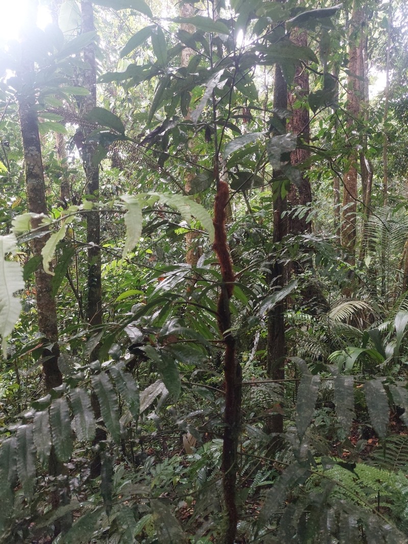 Polybotrya crassirhizoma