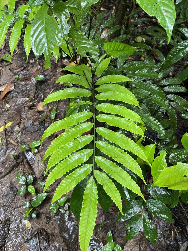 Polybotrya crassirhizoma photo 2