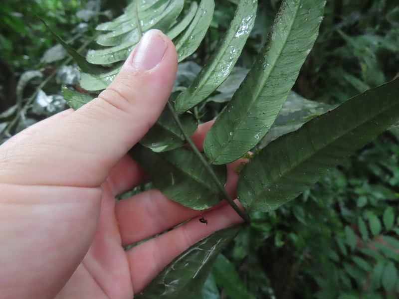 Polybotrya crassirhizoma photo 3