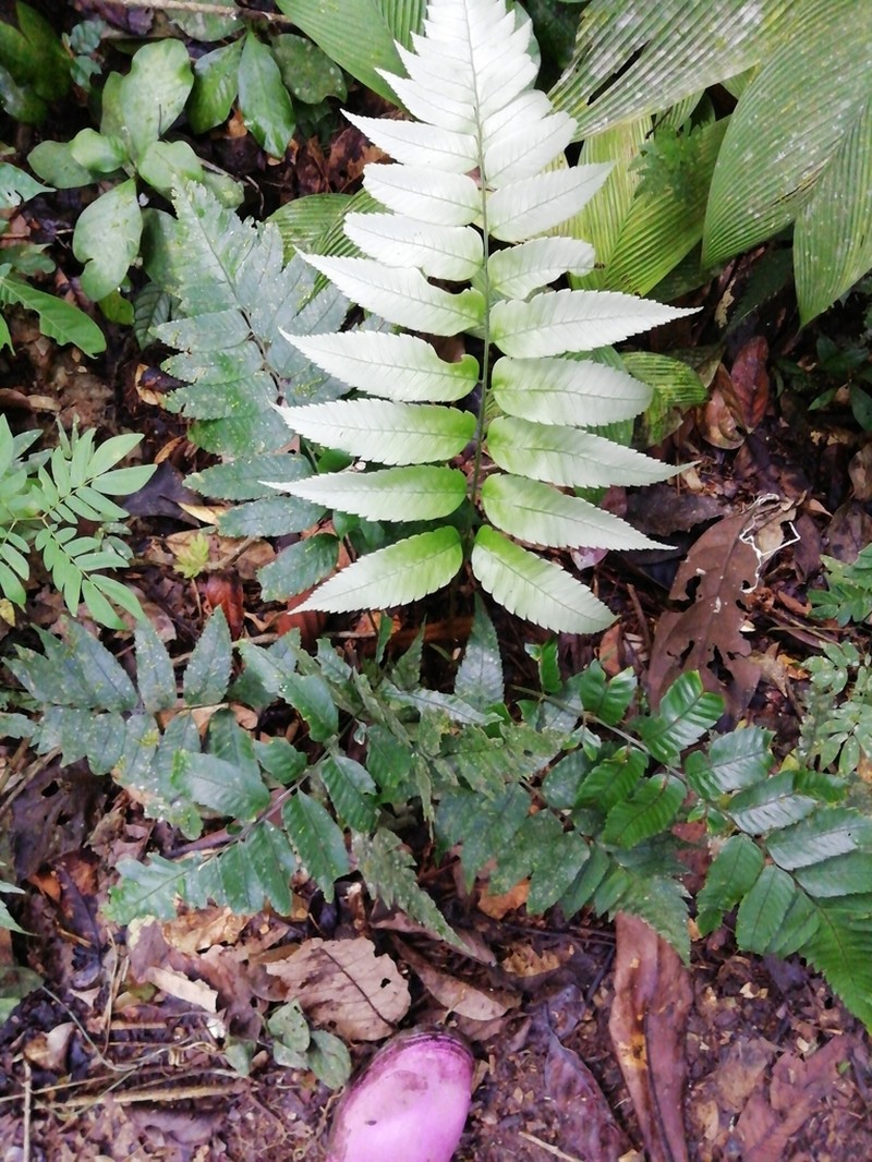 Polybotrya crassirhizoma photo 4