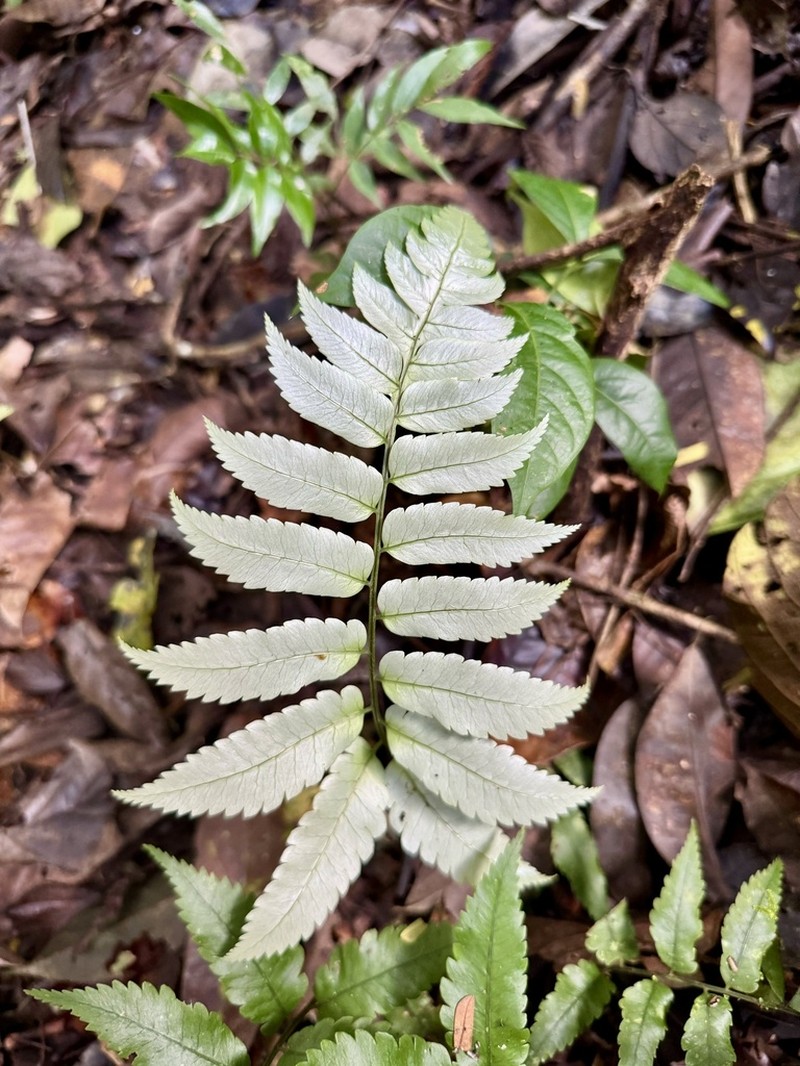 Polybotrya crassirhizoma photo 5