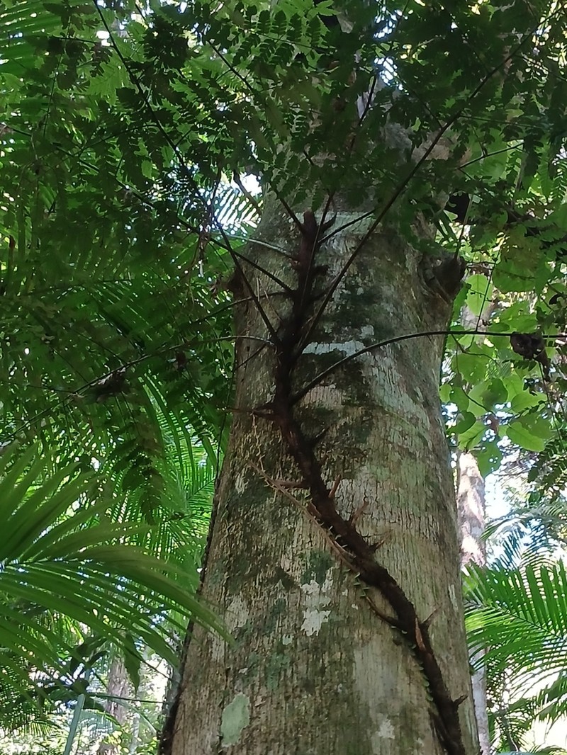 Polybotrya cylindrica