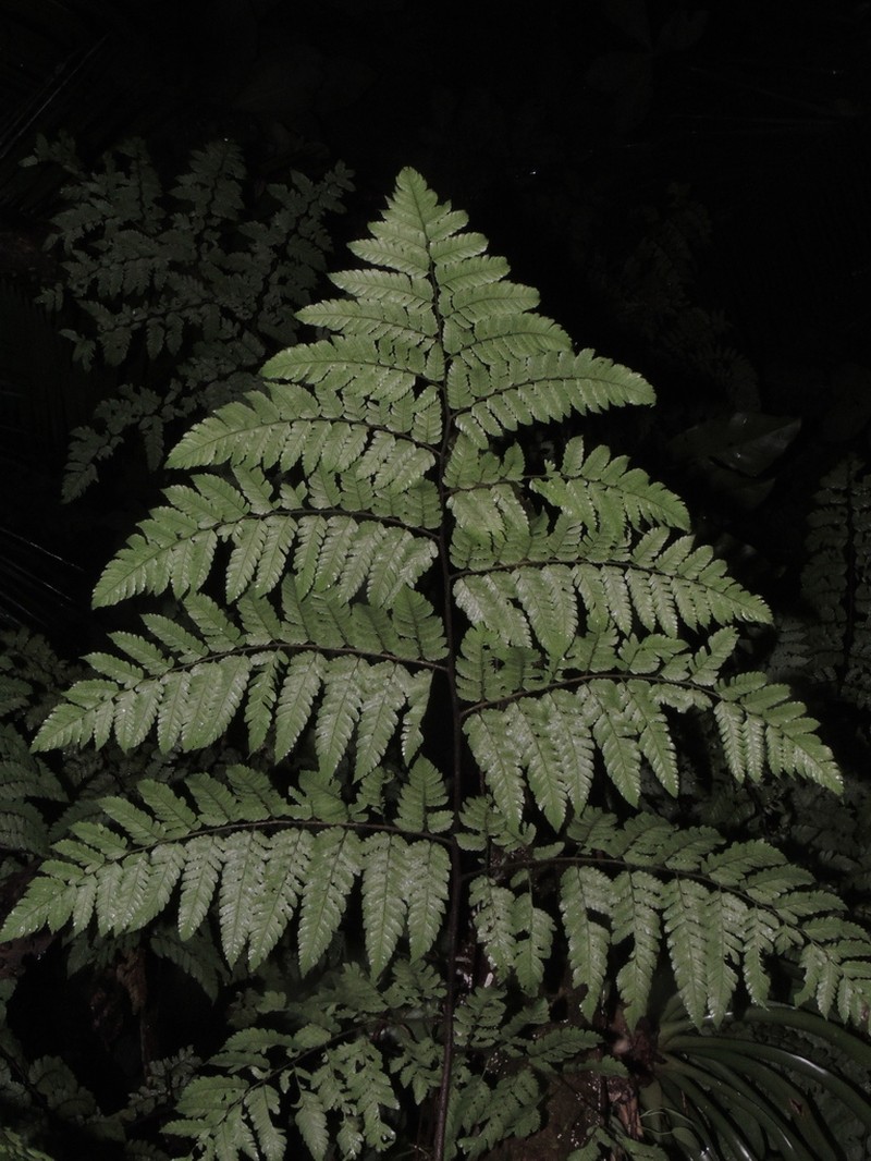 Polybotrya cylindrica photo 2