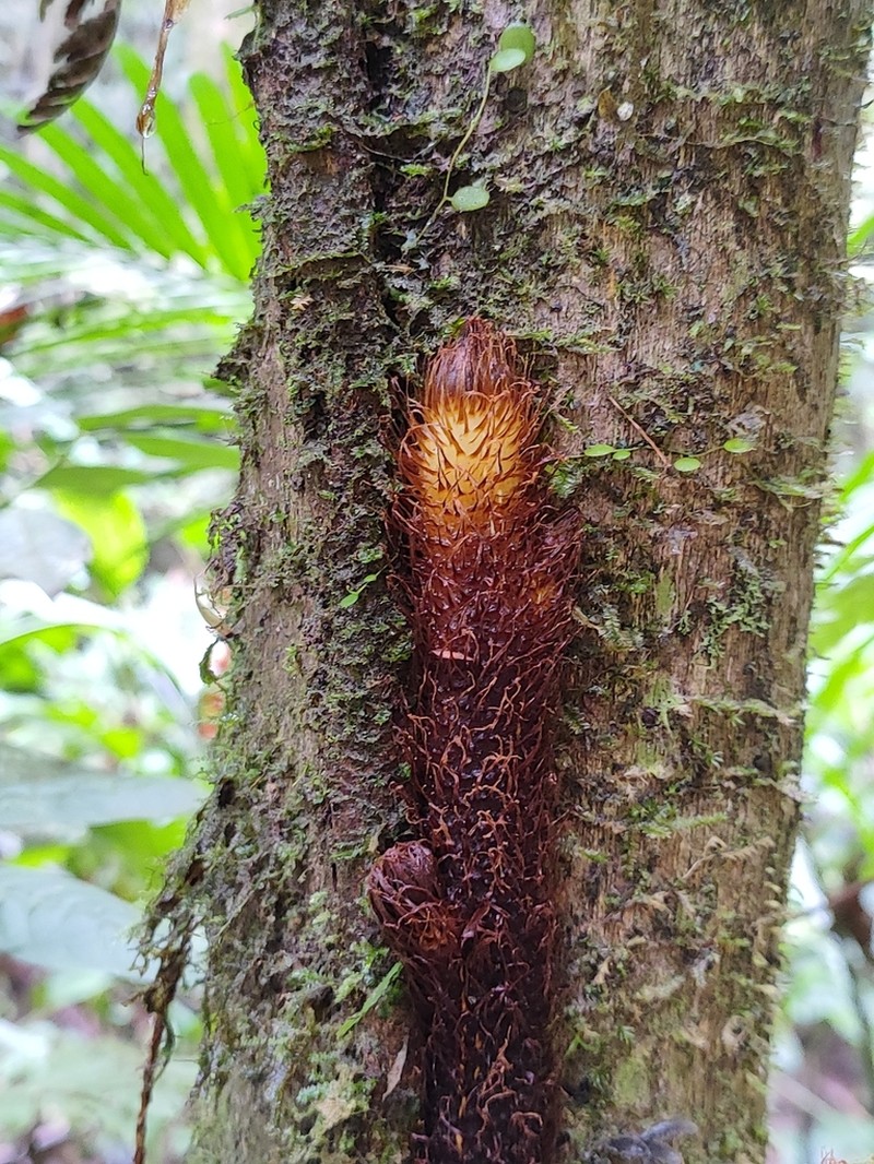 Polybotrya cylindrica photo 3