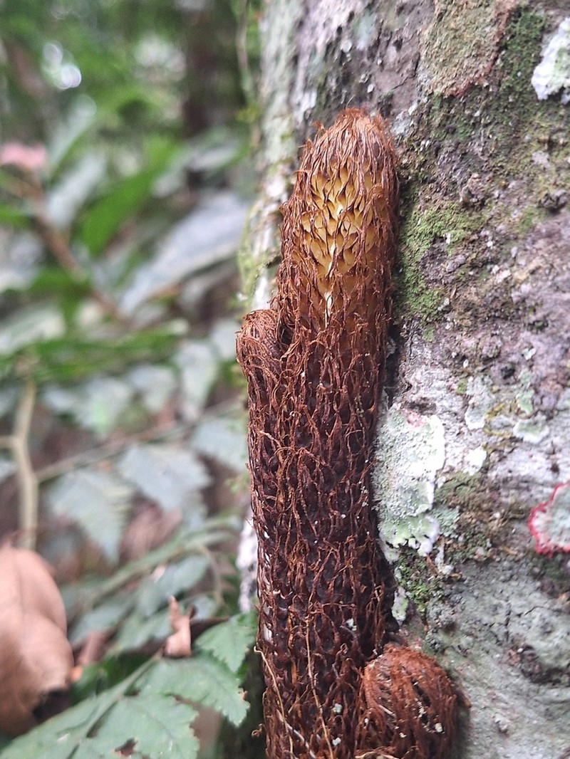 Polybotrya cylindrica photo 4