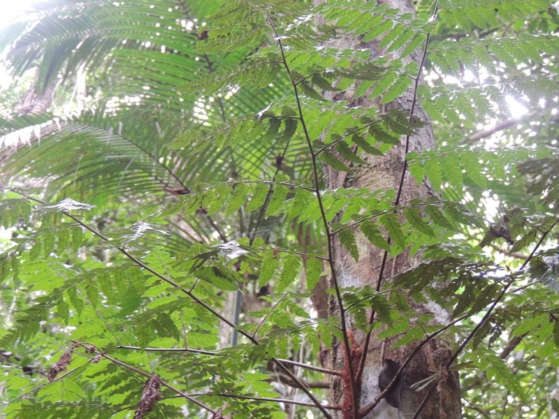 Polybotrya cylindrica photo 5