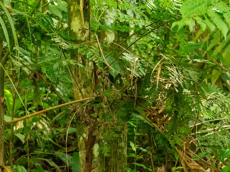 Polybotrya cylindrica photo 6