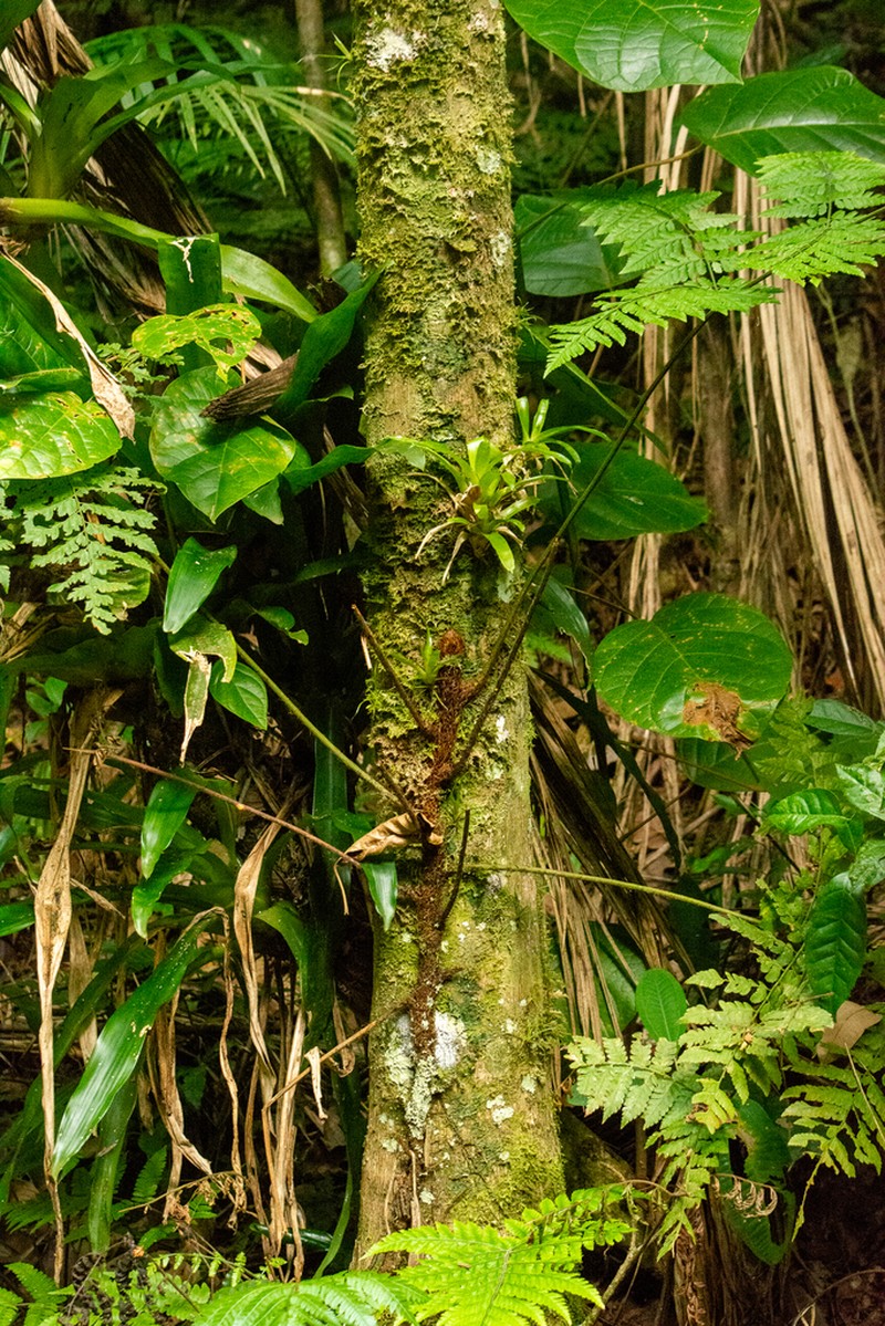 Polybotrya cylindrica photo 7
