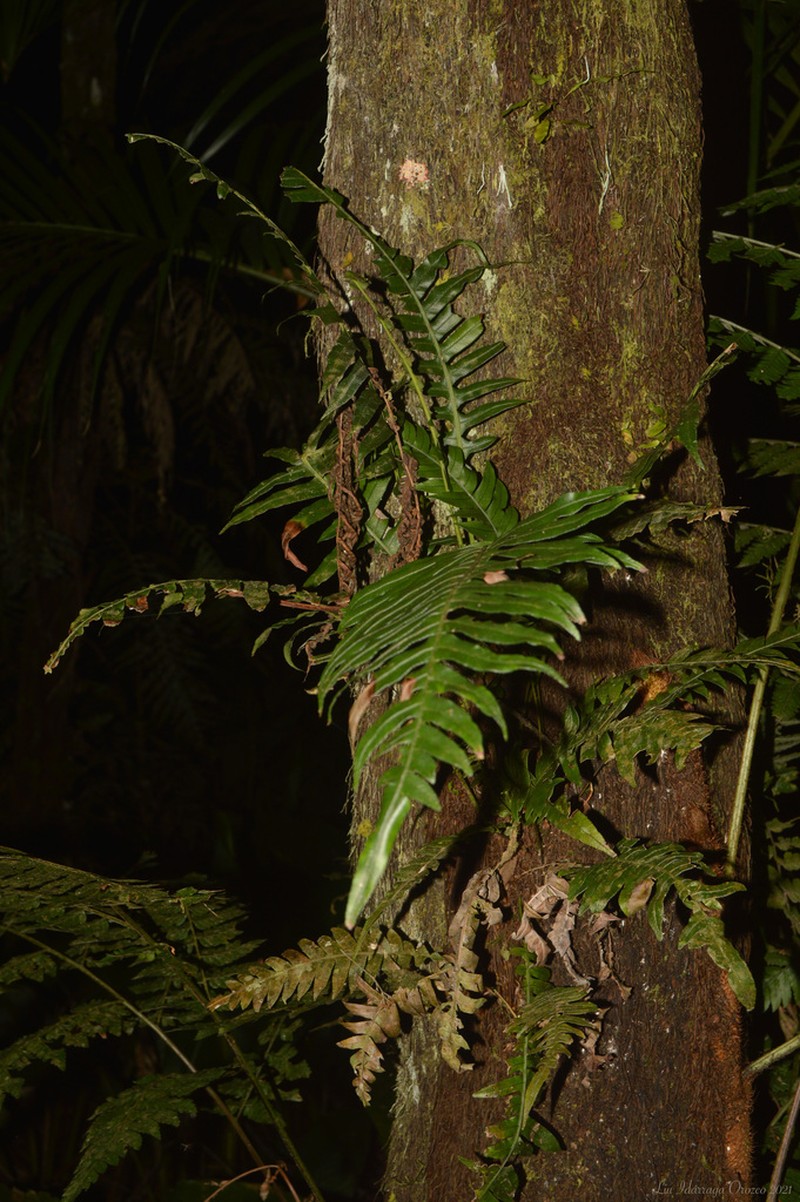 Polybotrya cylindrica photo 8