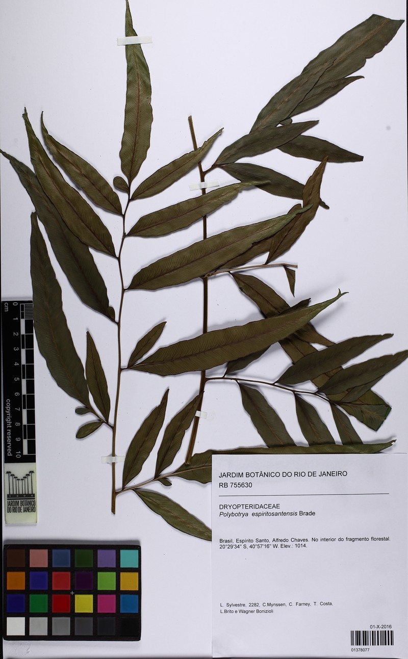 Polybotrya espiritosantensis