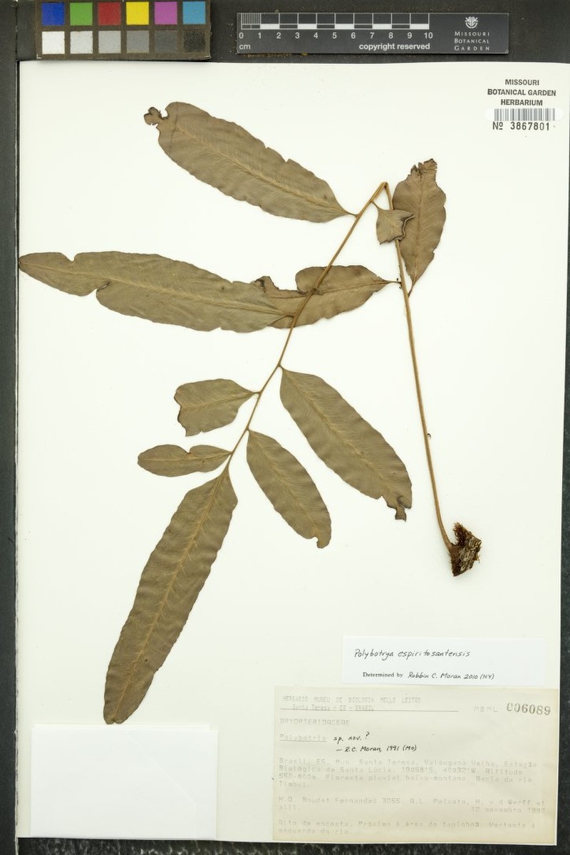 Polybotrya espiritosantensis photo 2