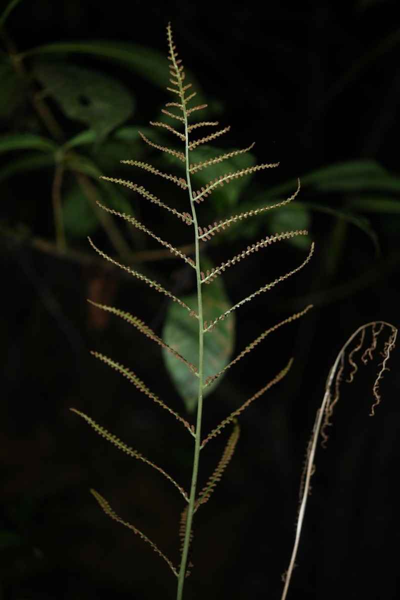 Polybotrya fractiserialis