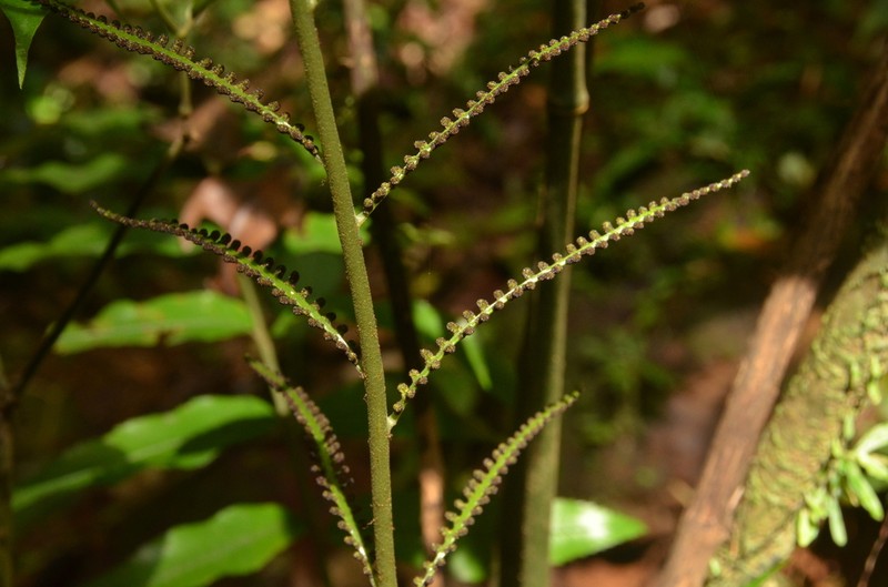 Polybotrya fractiserialis photo 2